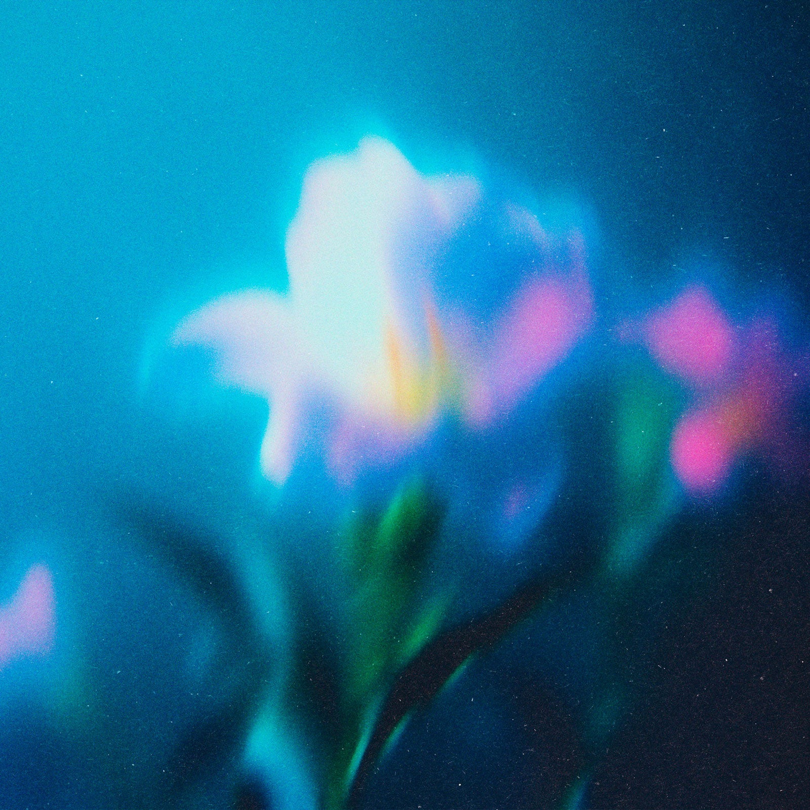 Abstract Blurred Flowers Pack Pixelbuddha