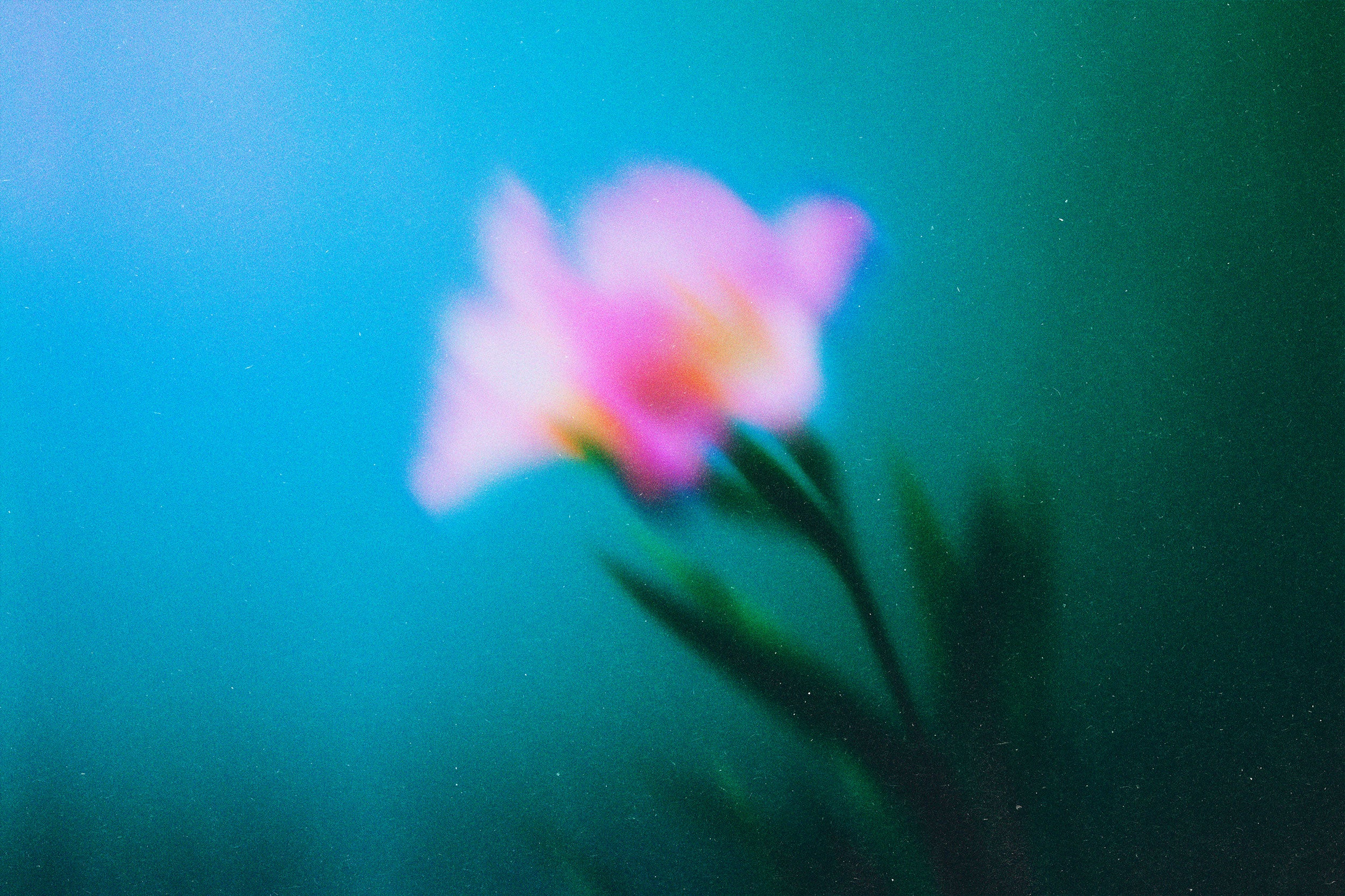 Abstract Blurred Flowers Pack