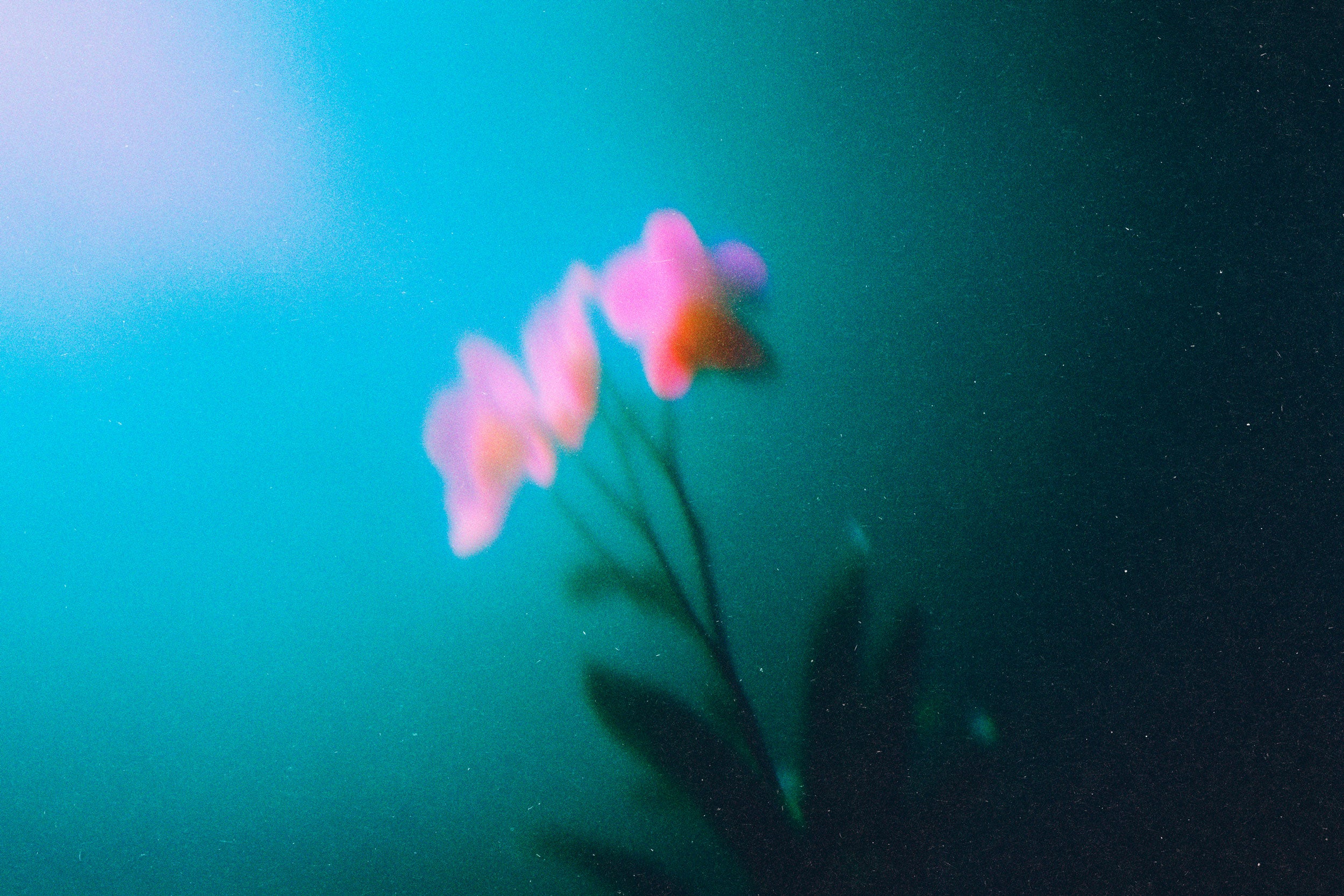 Abstract Blurred Flowers Pack
