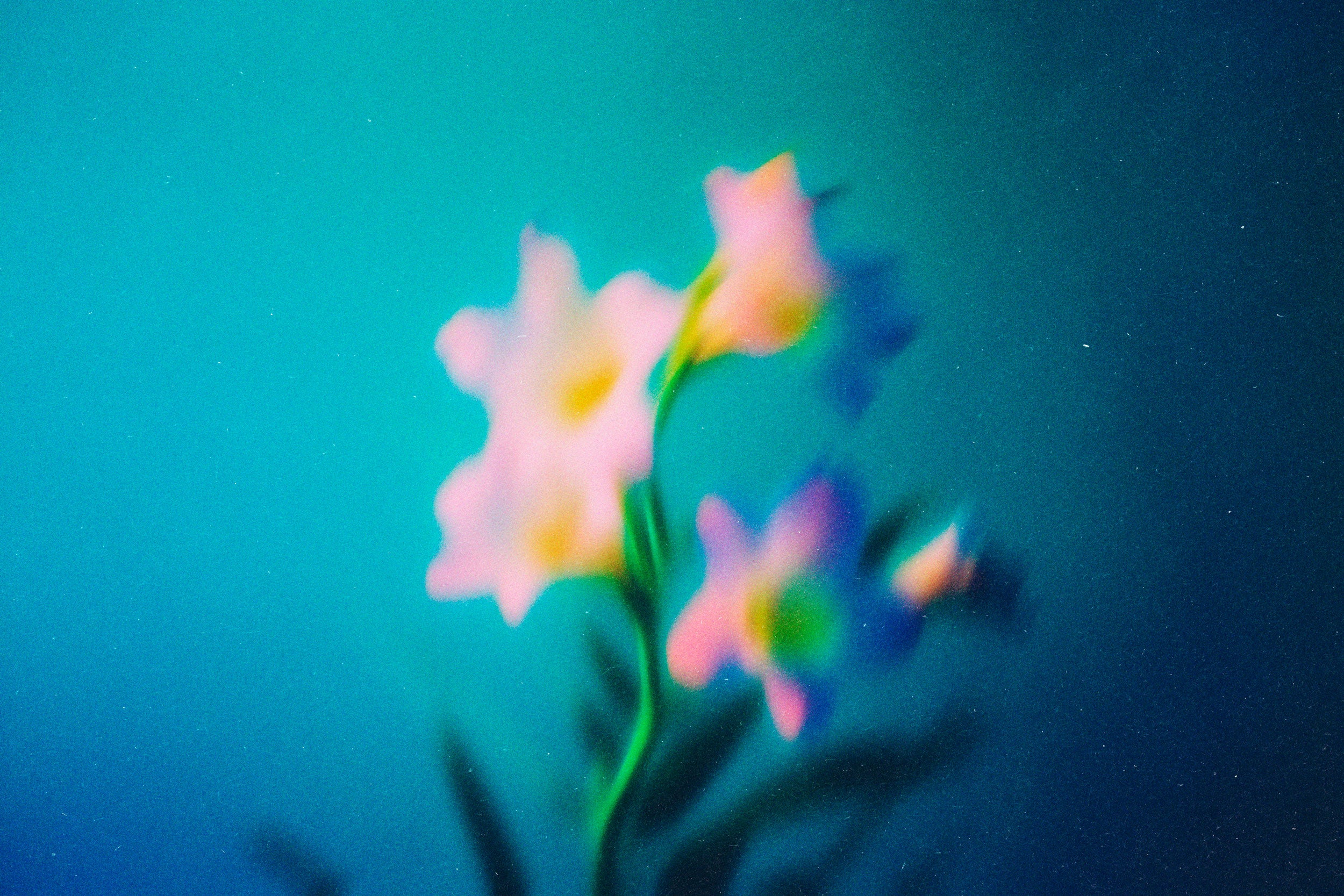 Abstract Blurred Flowers Pack