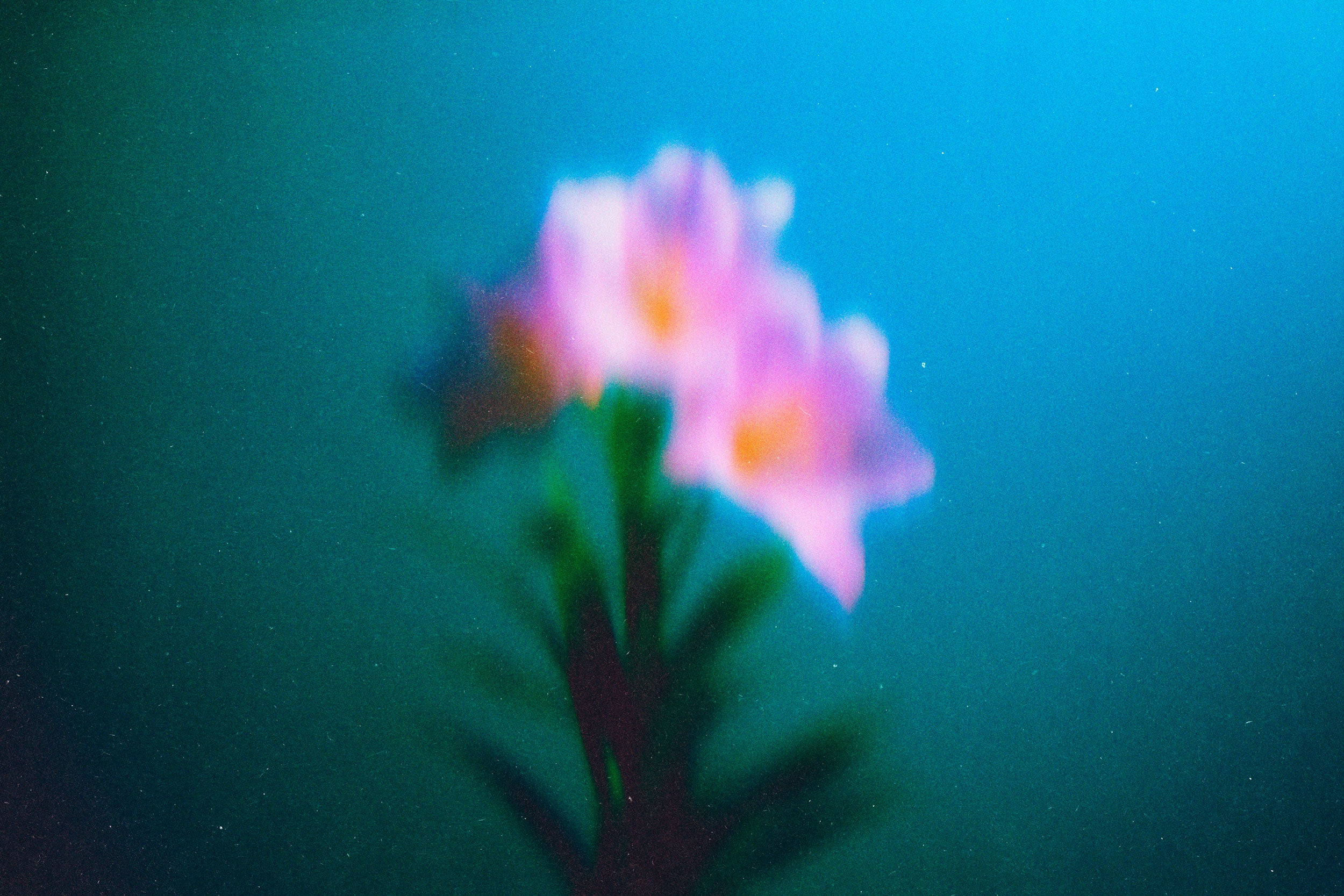 Abstract Blurred Flowers Pack