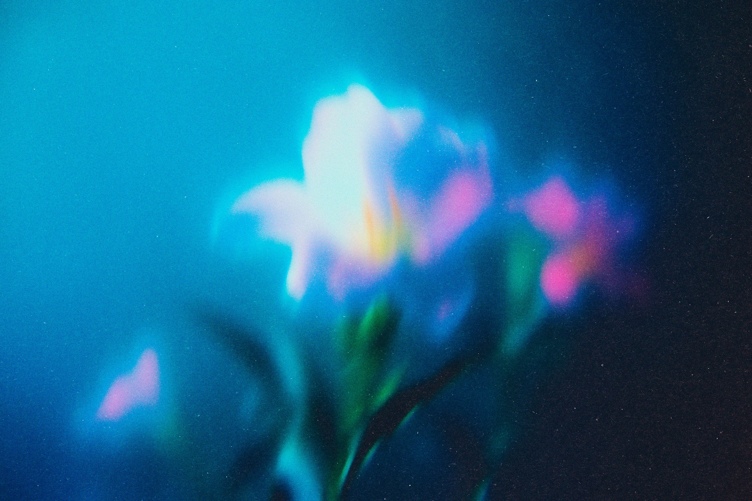 Abstract Blurred Flowers Pack
