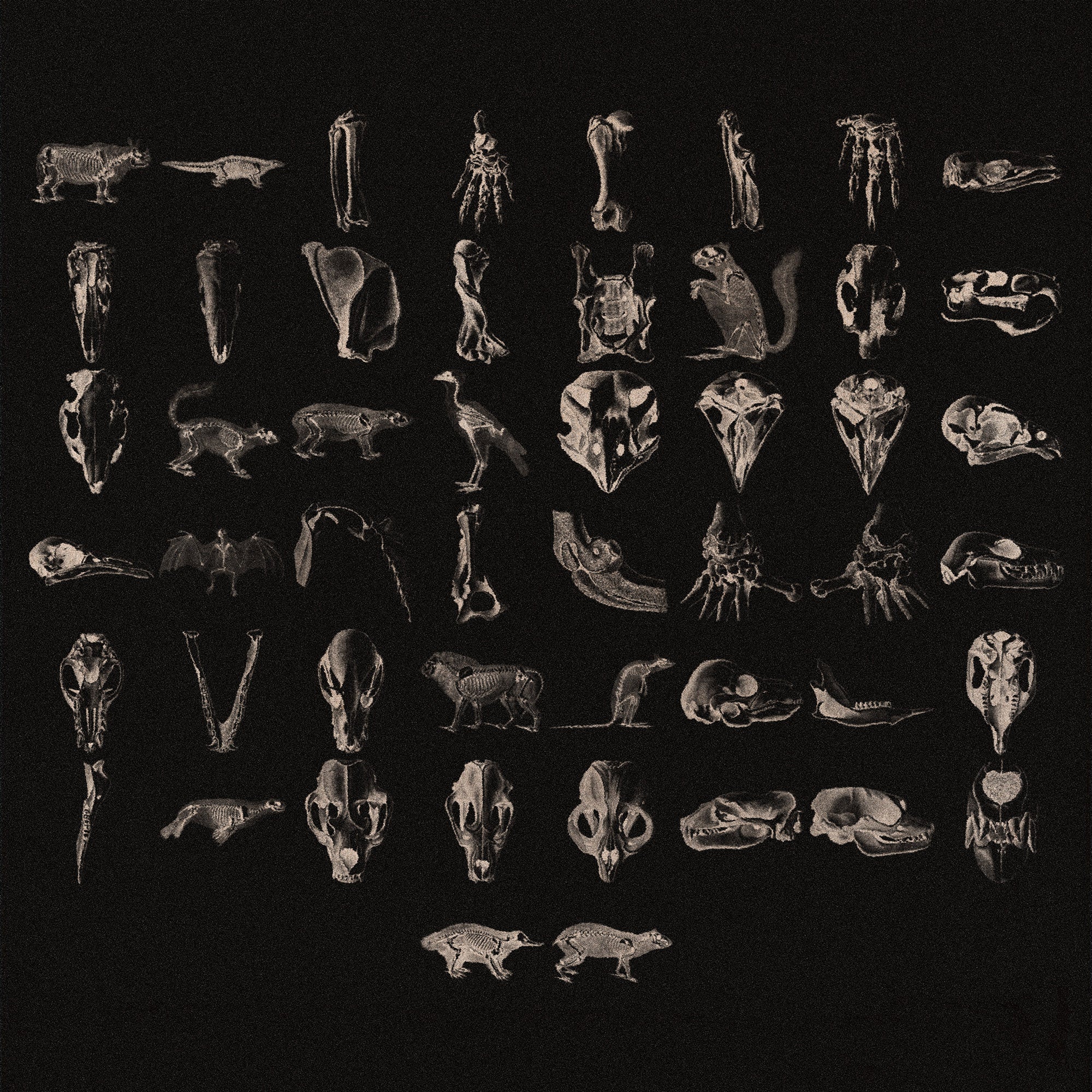 Animal Skeletons Asset Pack (Vol.1) Jason Santos