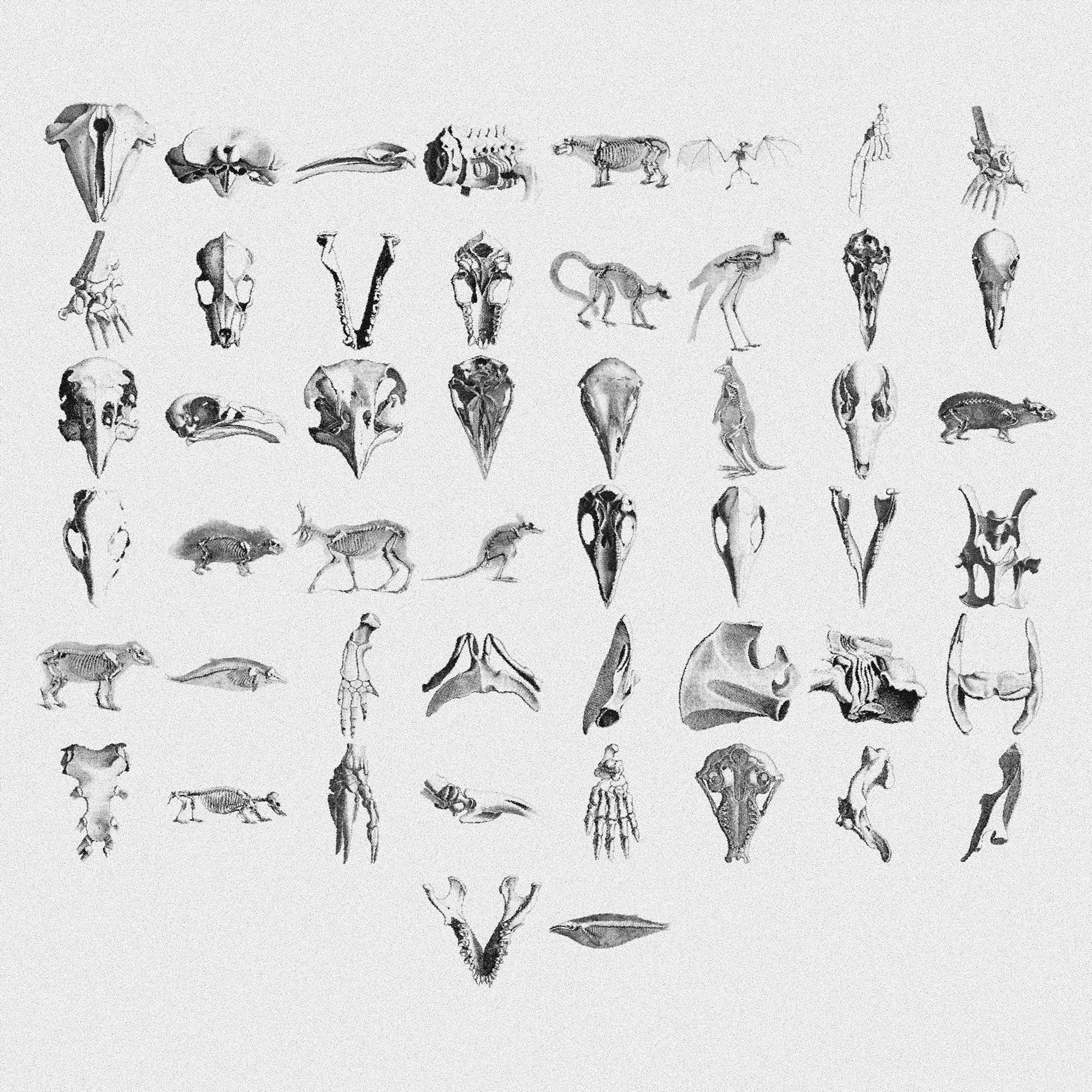 Animal Skeletons Asset Pack (Vol.2) Jason Santos
