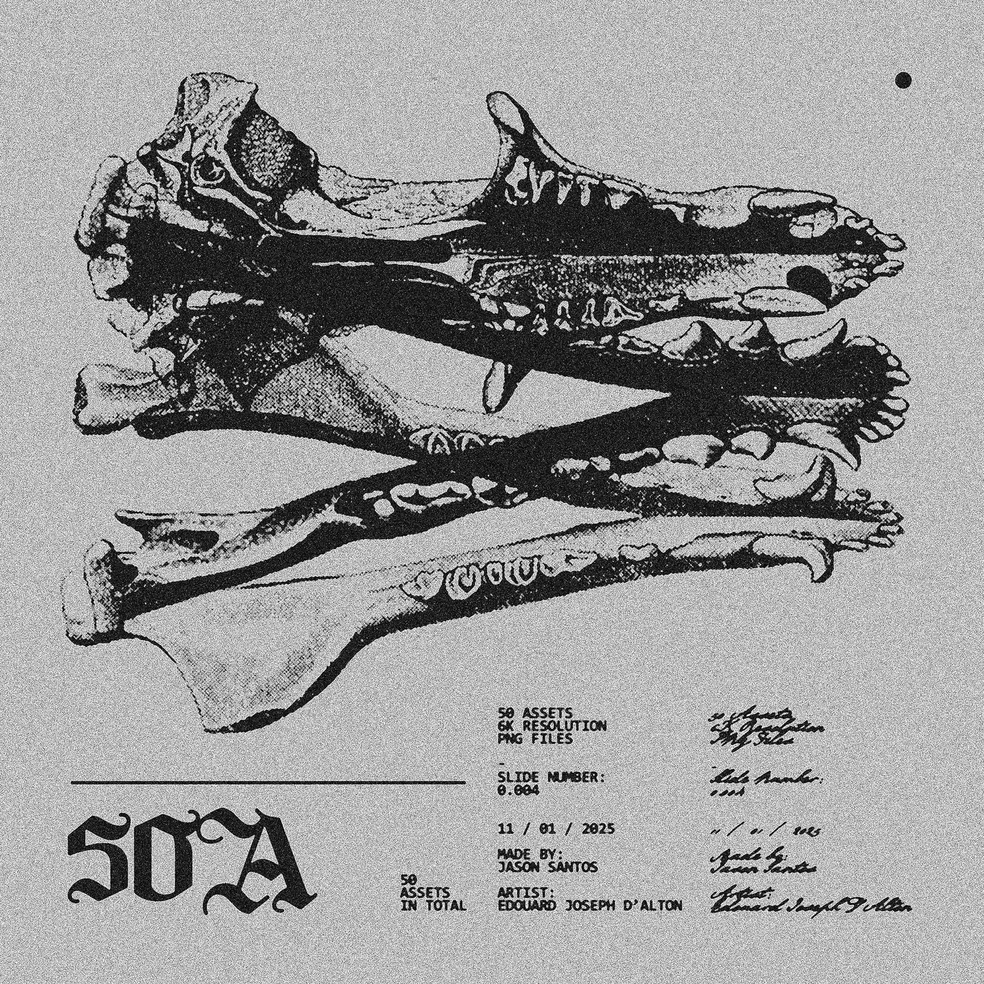 Animal Skeletons Asset Pack (Vol.3) Jason Santos