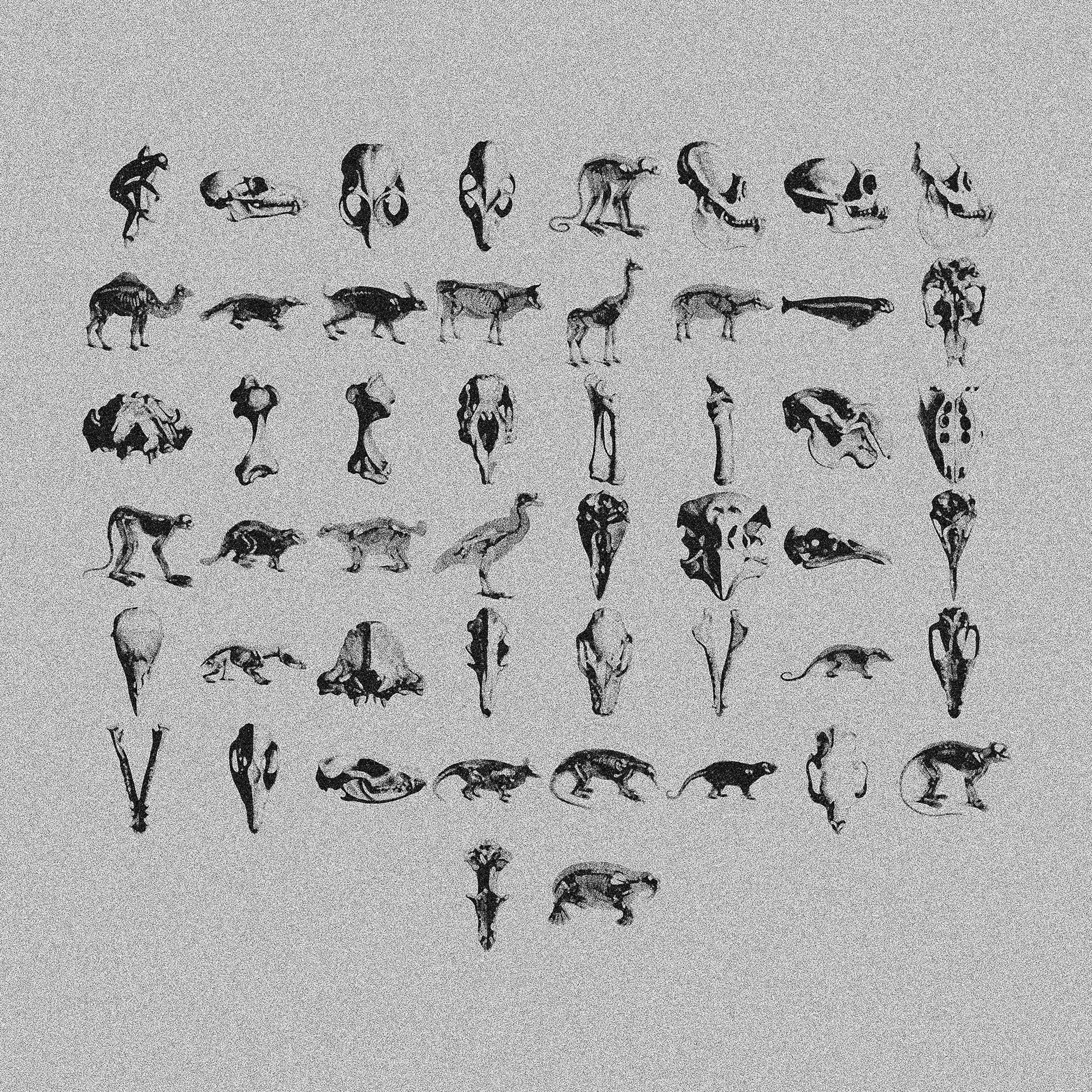 Animal Skeletons Asset Pack (Vol.3) Jason Santos