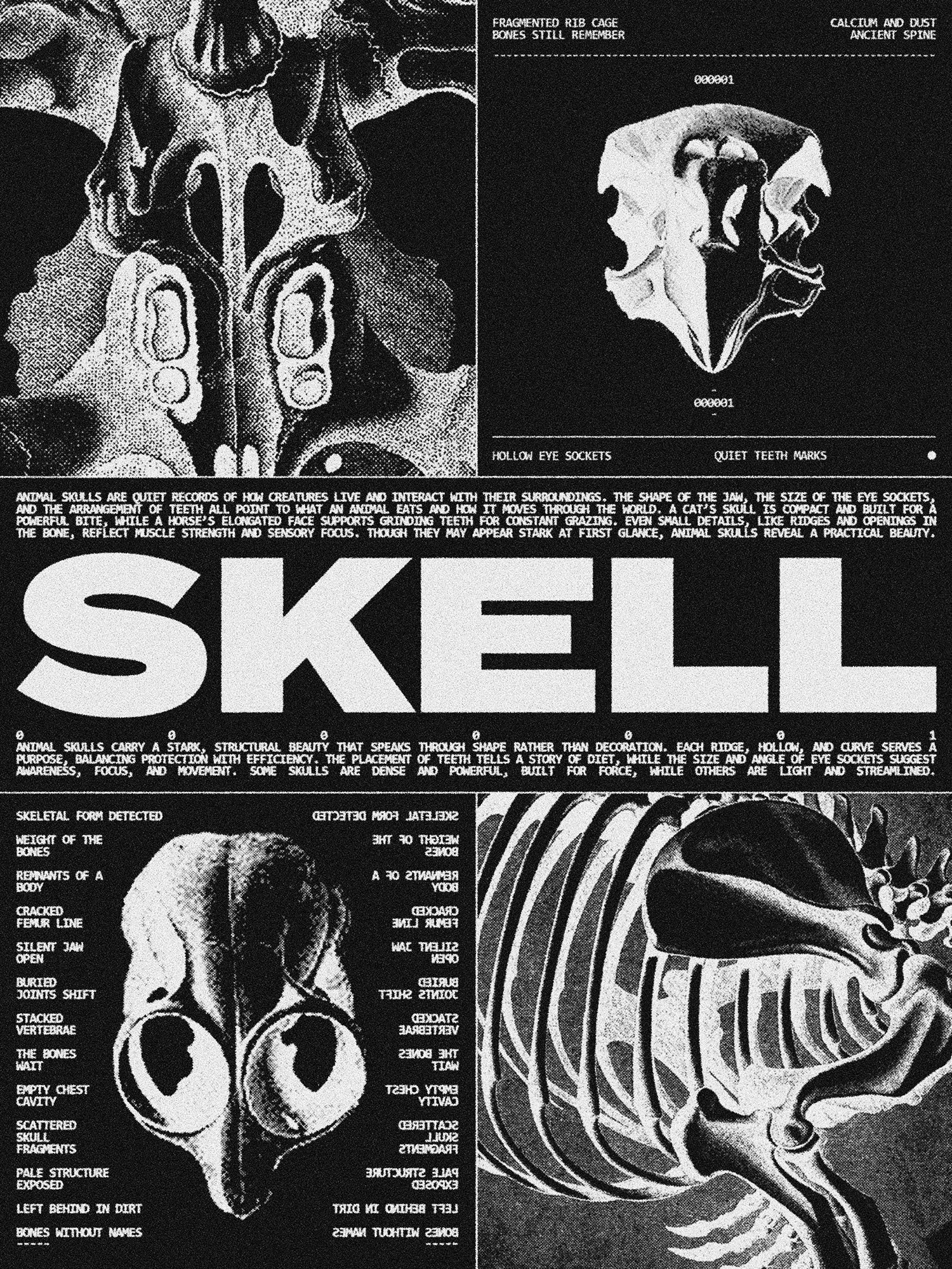 Animal Skeletons Asset Pack (Vol.3) Jason Santos