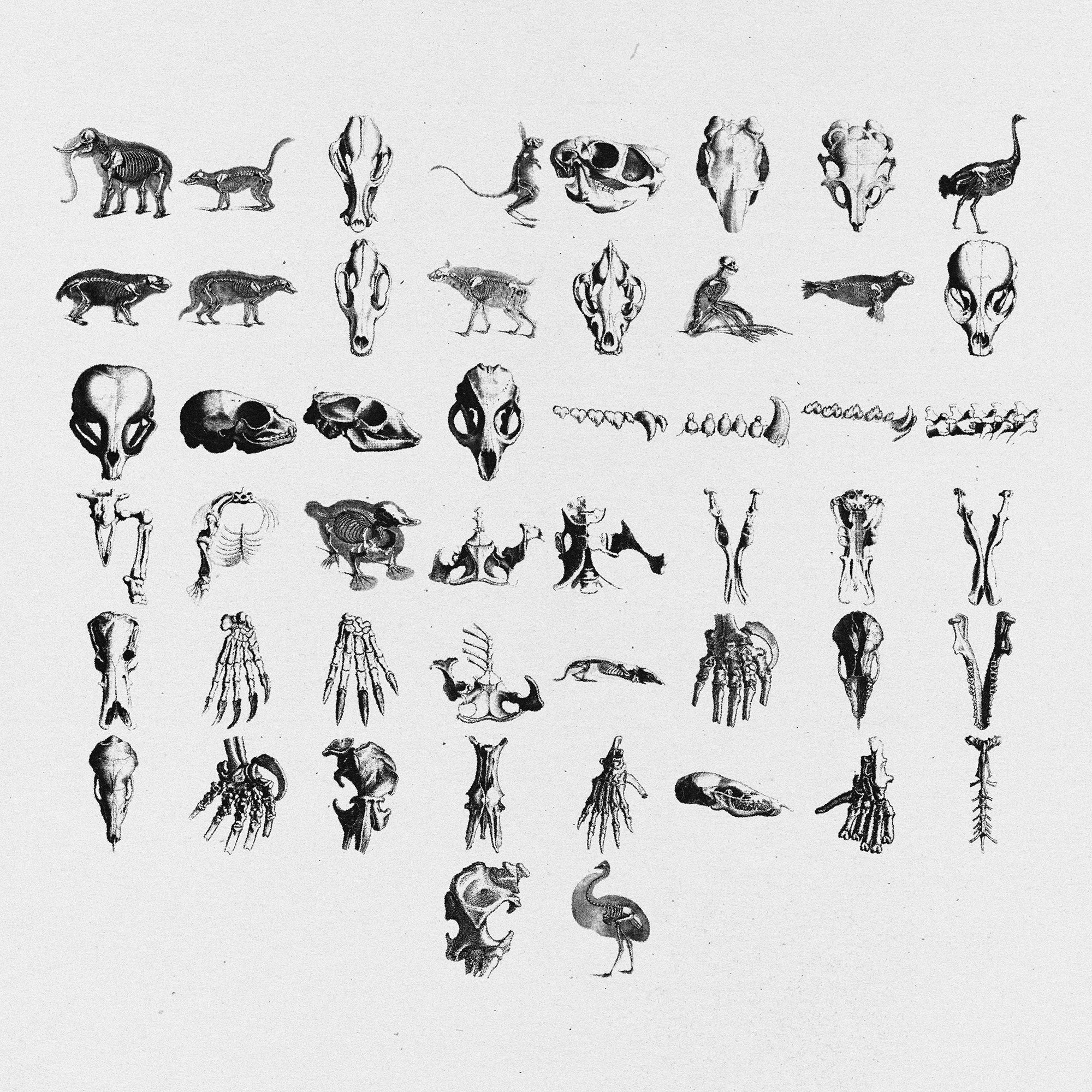 Animal Skeletons Asset Pack (Vol.4) Jason Santos