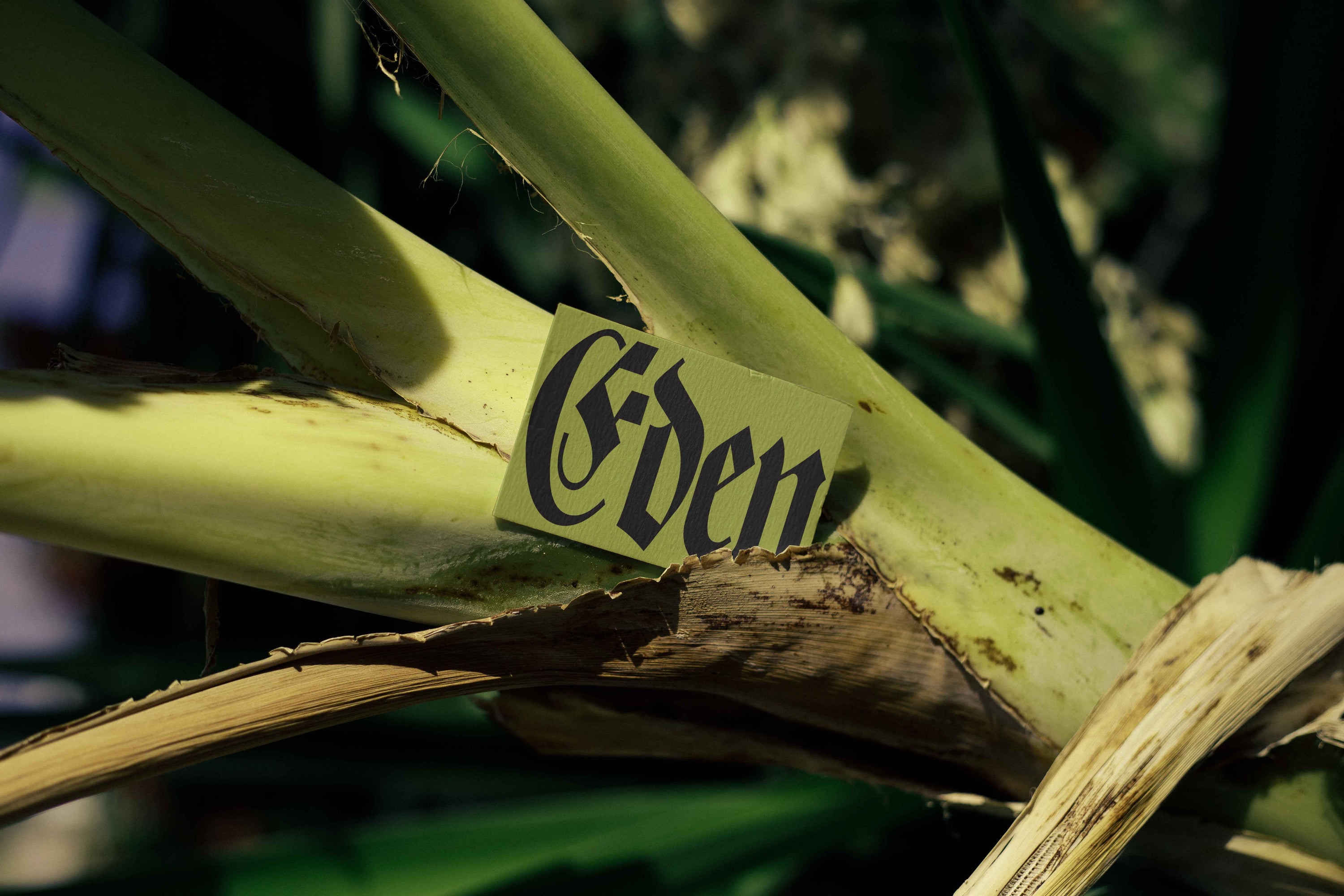 Eden Business Card 21
