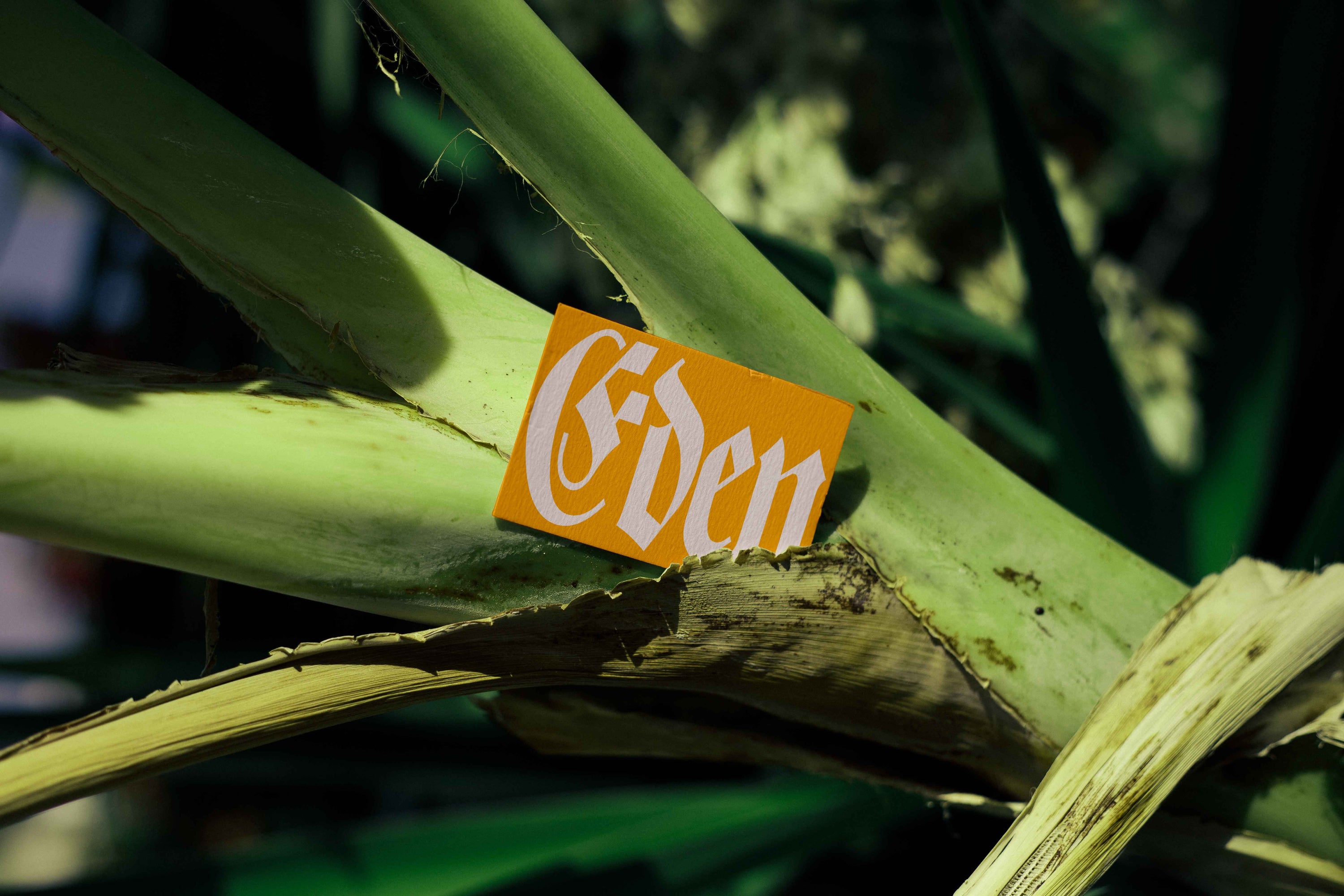 Eden Business Card 21
