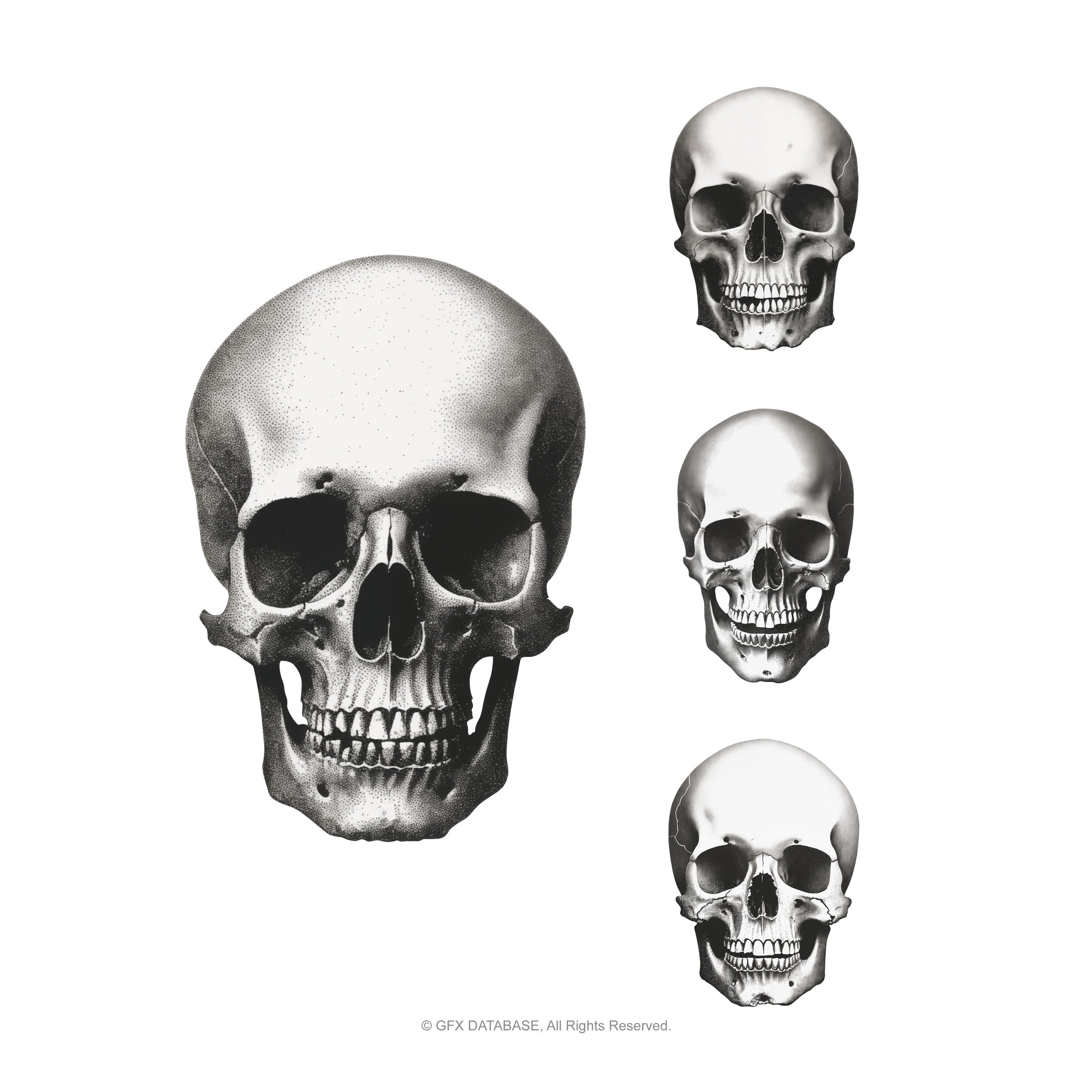 Human Skull Pack GFX Database