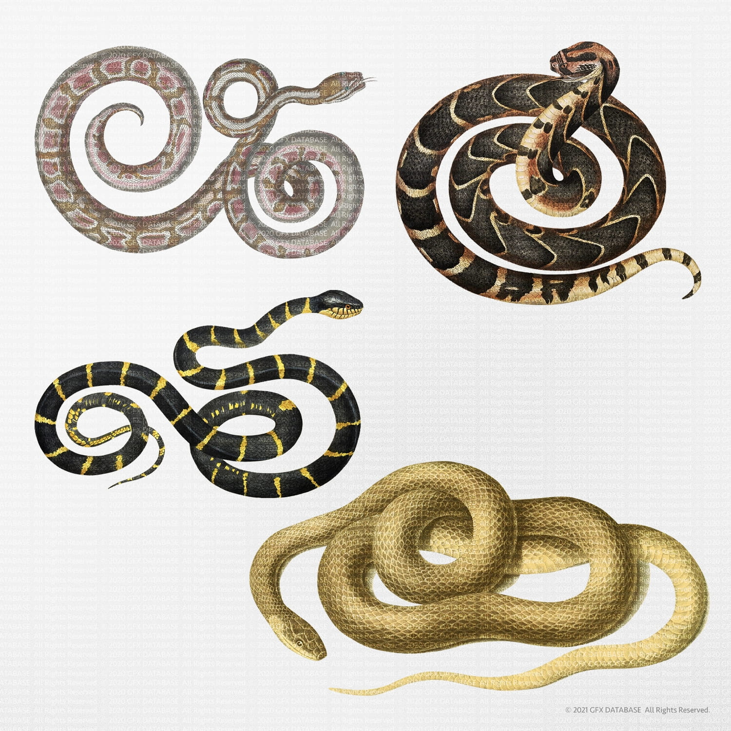 Snake Illustrations GFX Database