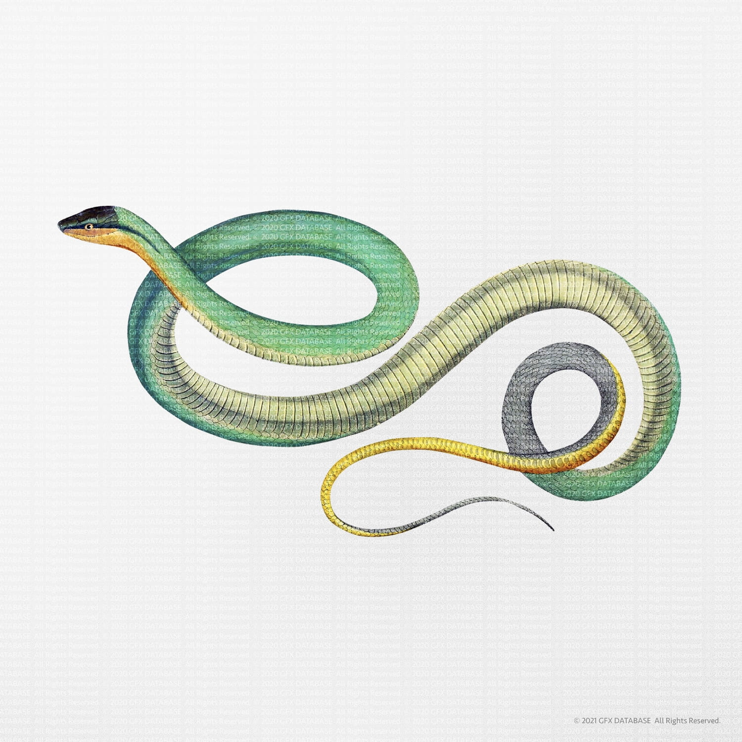 Snake Illustrations GFX Database