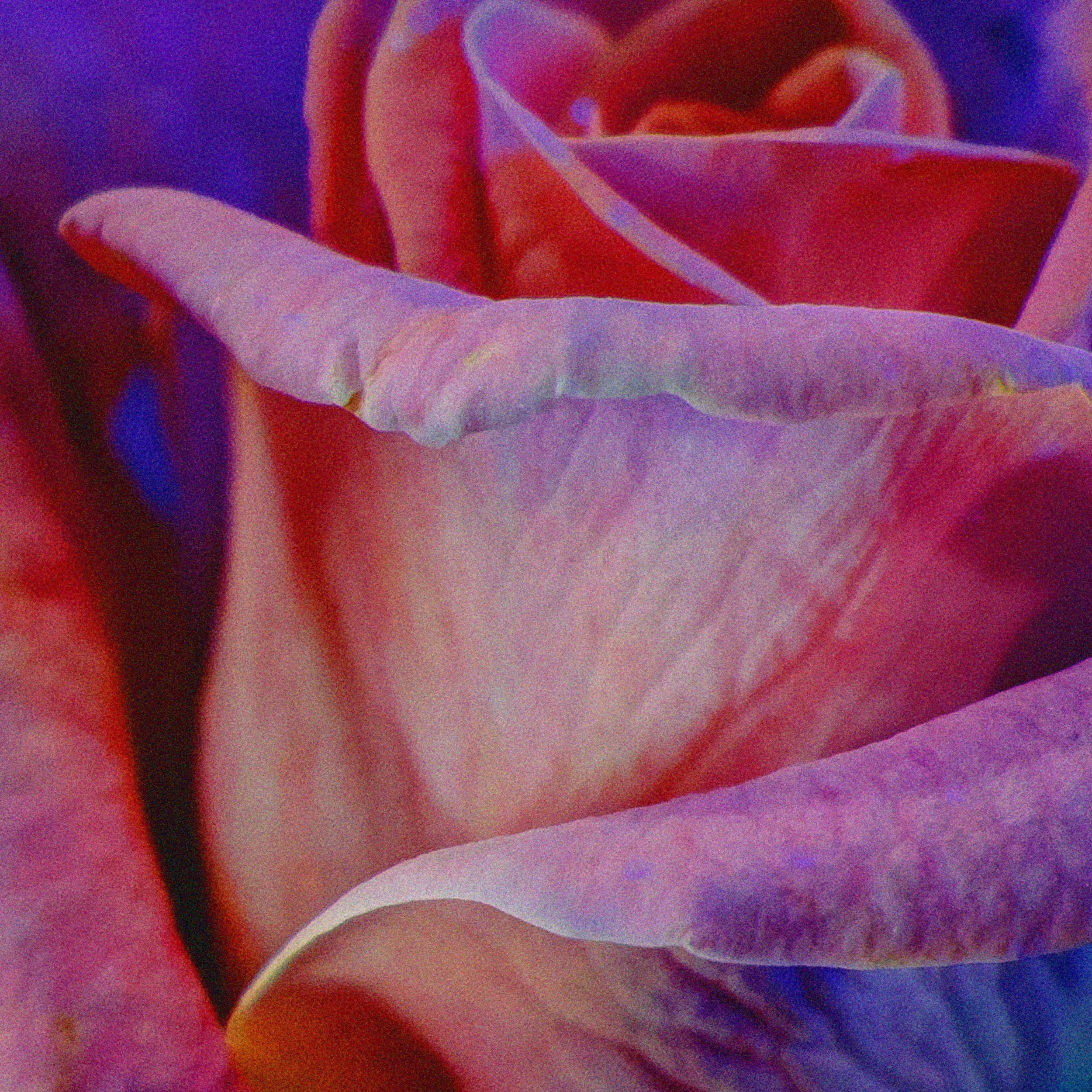 Ultraviolet Flowers Pack (Vol.1) GFX Database