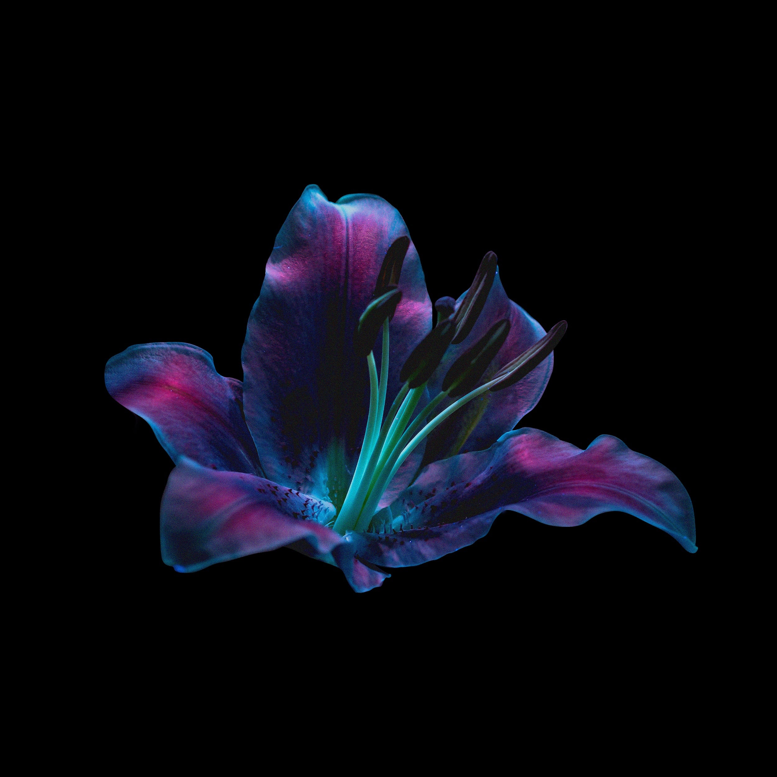 Ultraviolet Flowers Pack (Vol.1) GFX Database