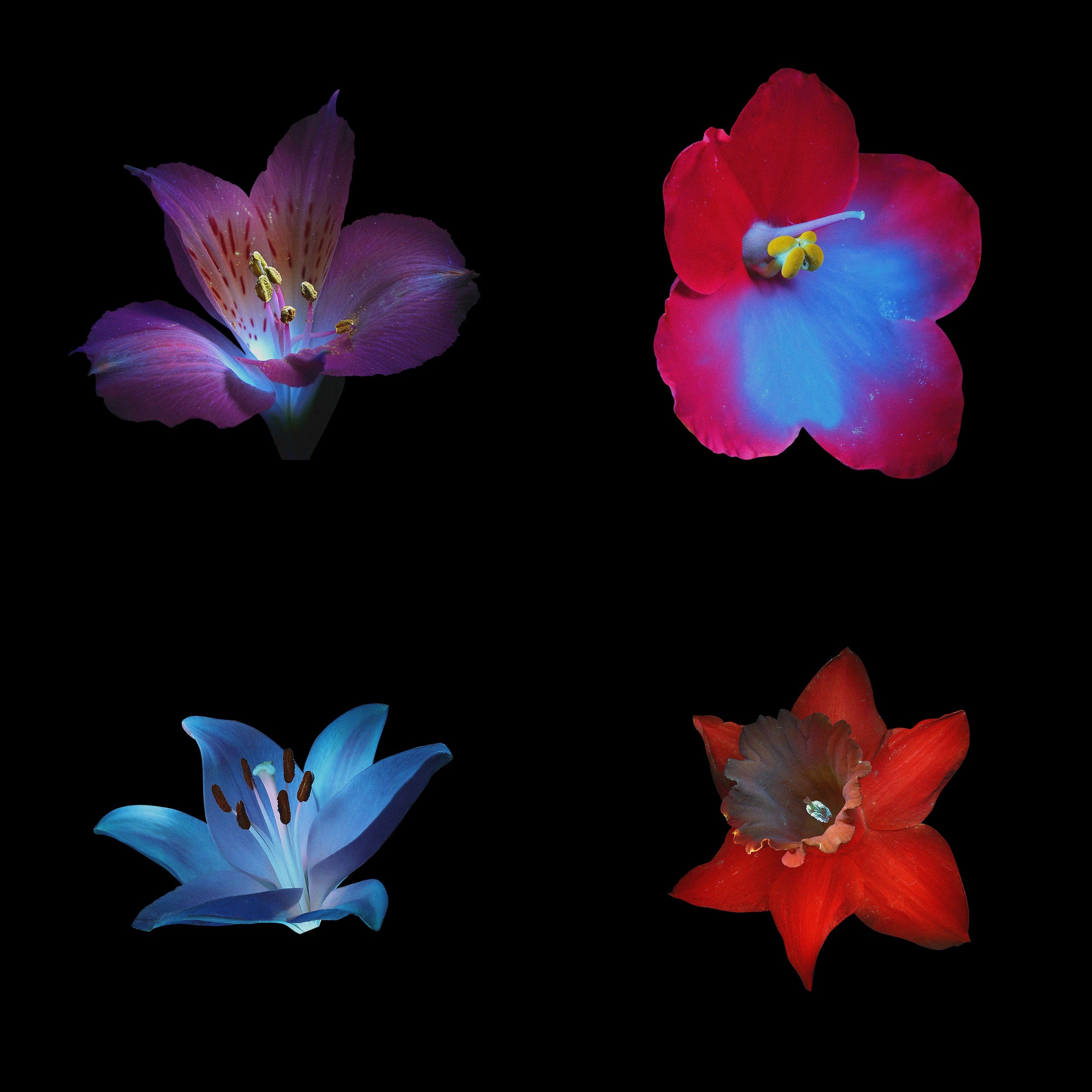 Ultraviolet Flowers Pack (Vol.1) GFX Database