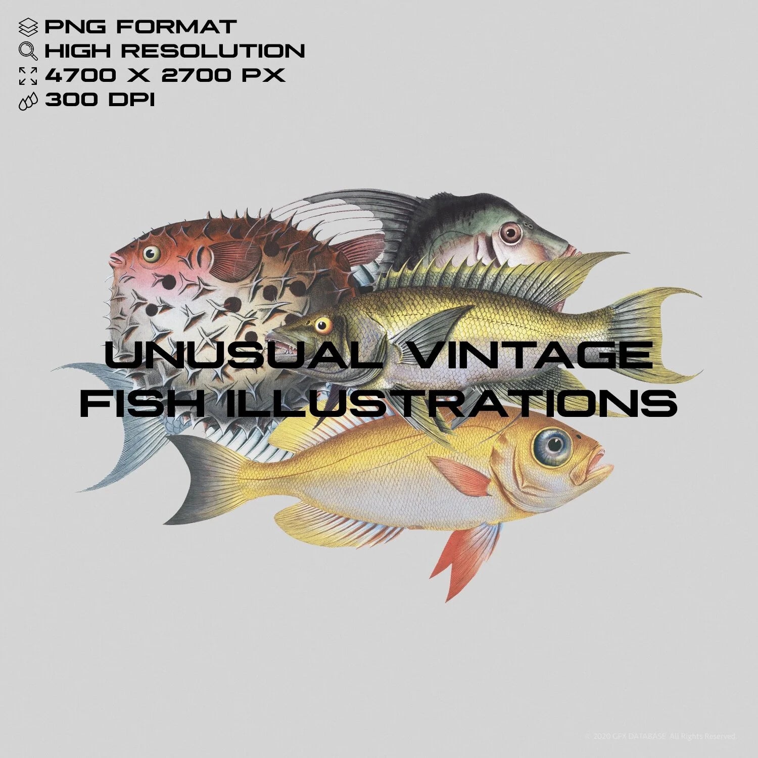 Unusual Vintage Fish Illustrations GFX Database