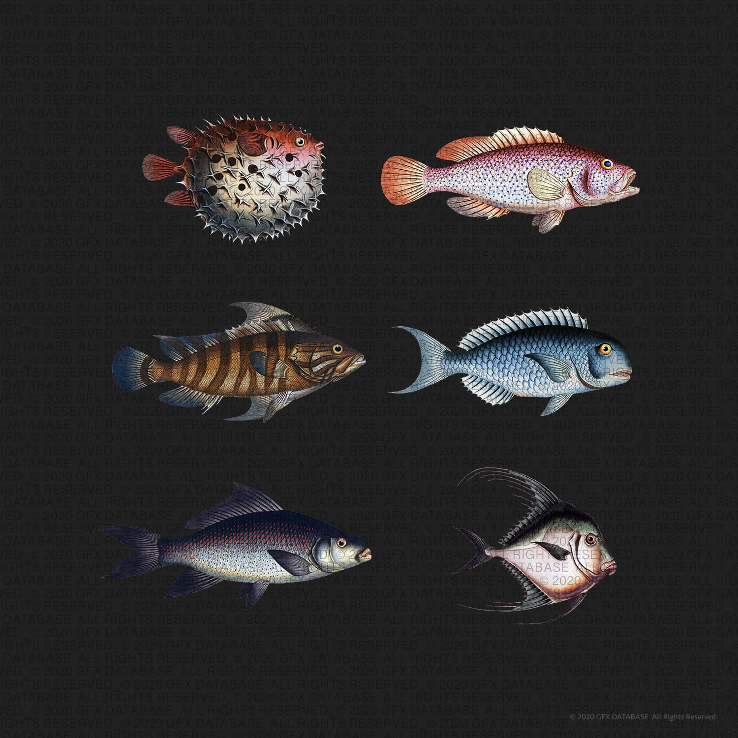 Unusual Vintage Fish Illustrations GFX Database