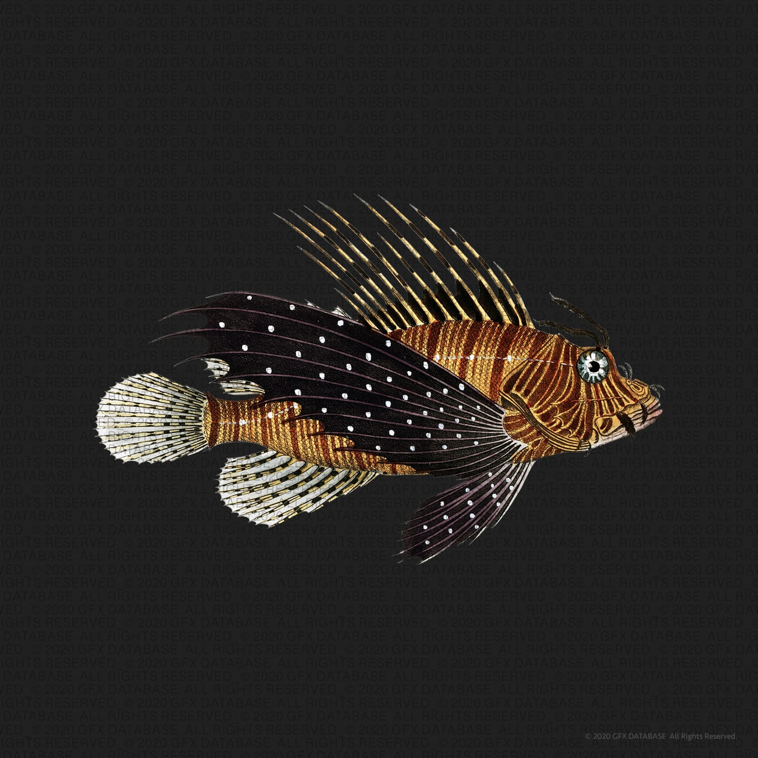 Unusual Vintage Fish Illustrations GFX Database
