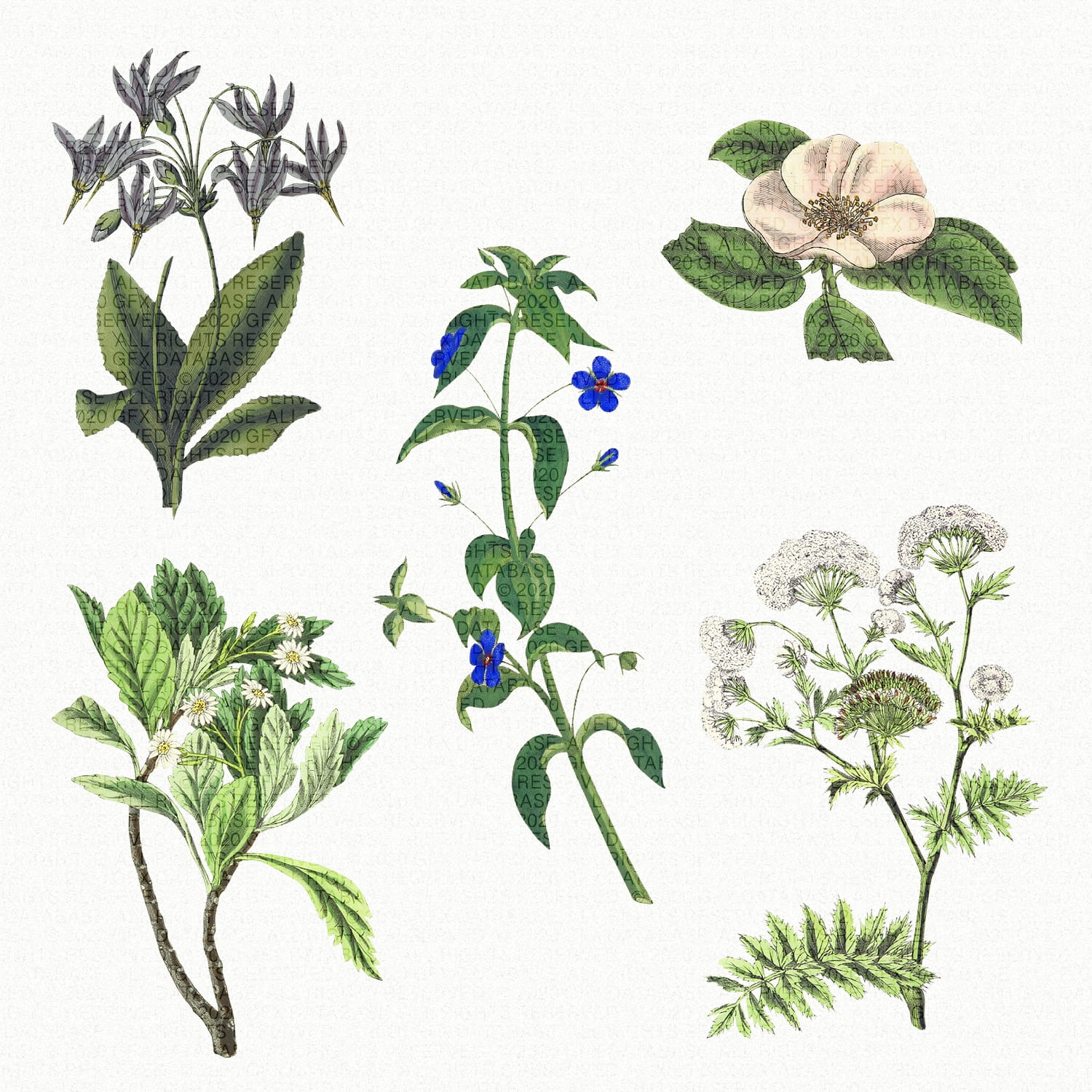 Vintage Greenery Illustrations GFX Database