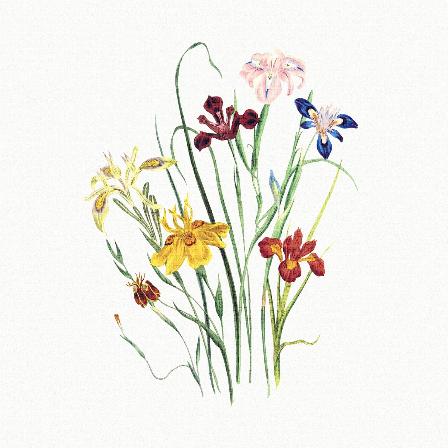 Vintage Greenery Illustrations GFX Database