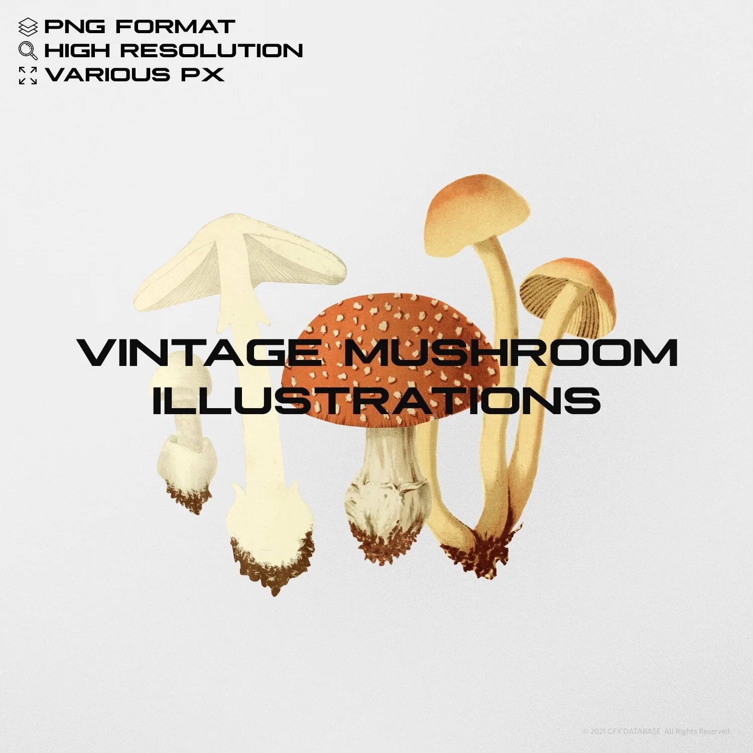 Vintage Mushroom Illustrations GFX Database