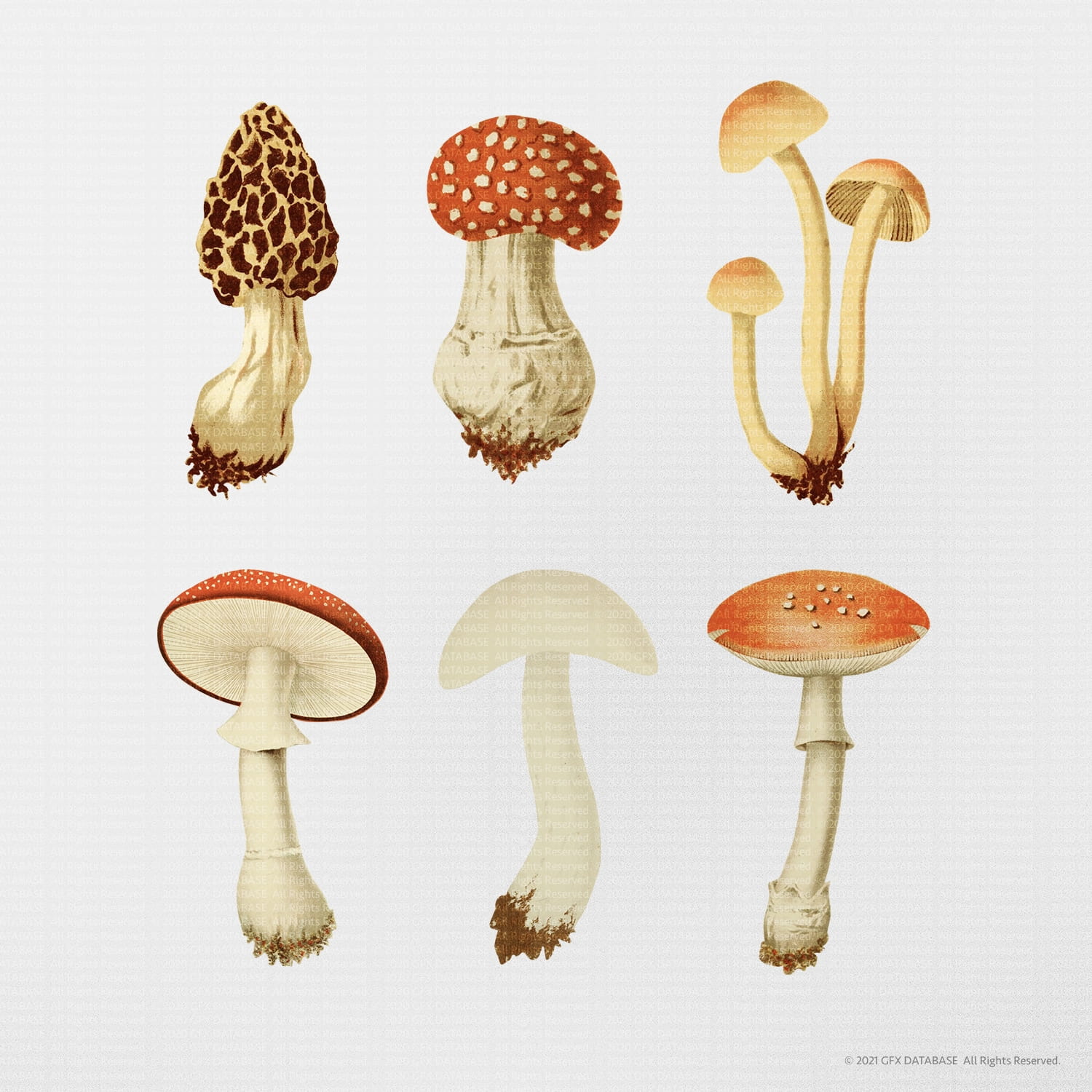 Vintage Mushroom Illustrations GFX Database
