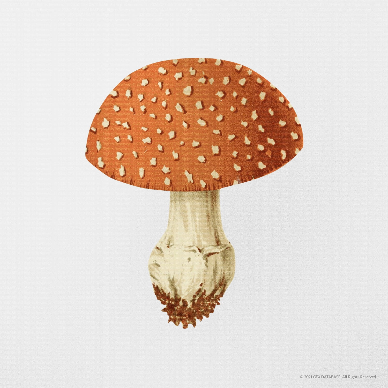 Vintage Mushroom Illustrations GFX Database