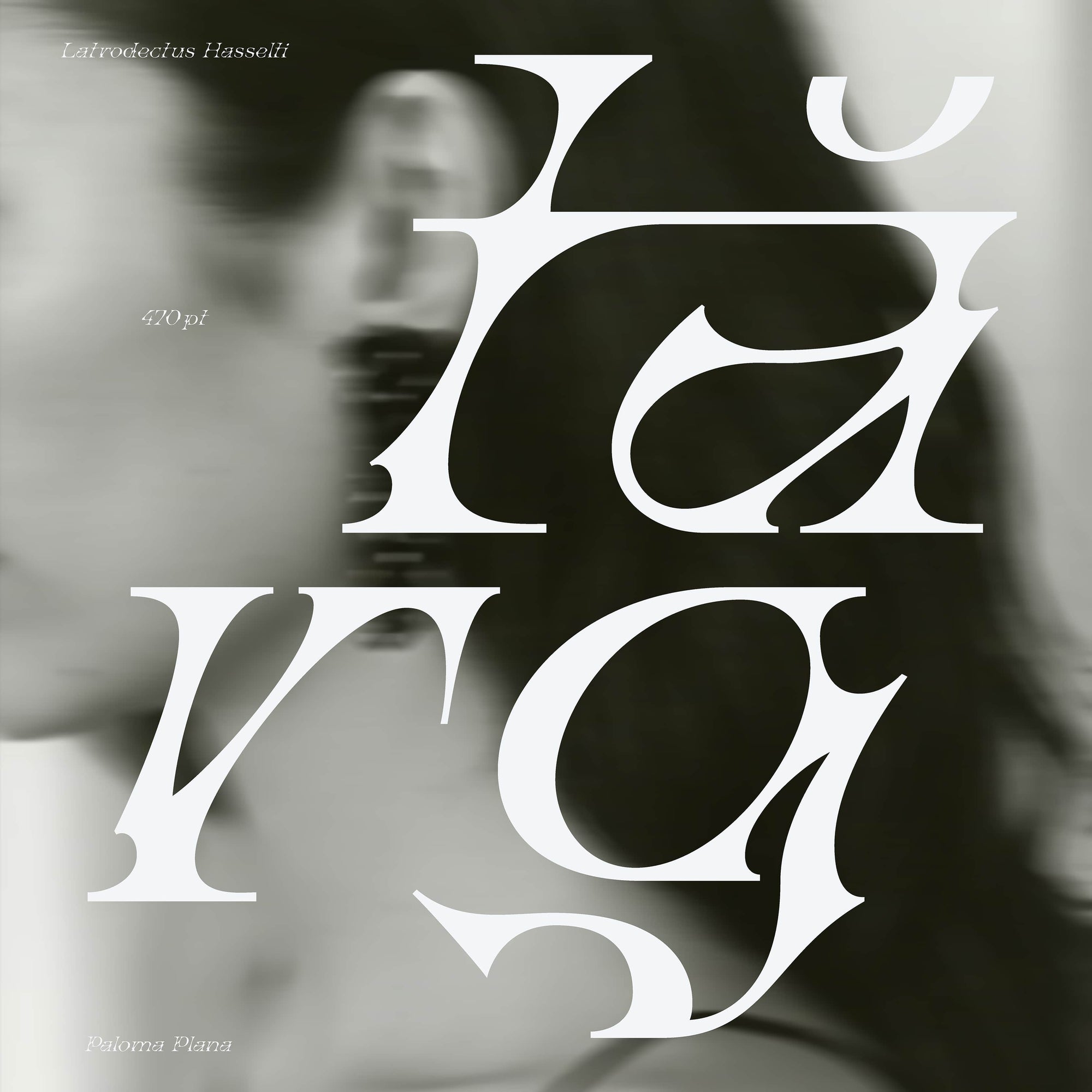 Latrodectus Hasselti Typeface Paloma Plana